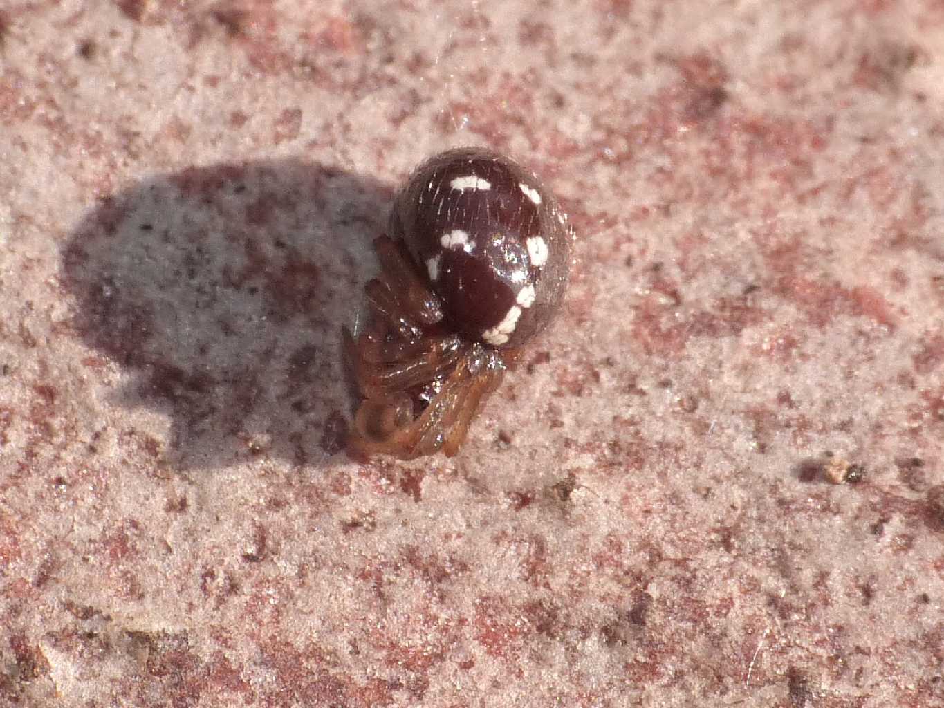 Crustulina sp. - Torrimpietra (RM)